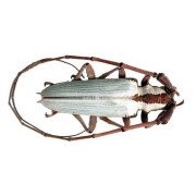 PLAGIOHAMMUS IMPERATOR